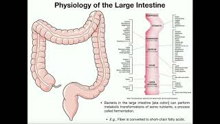 Anatomy and Physiology of the Large Intestine [Colon]