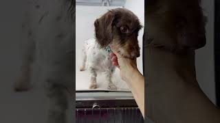 Video preview image #1 Dachshund-Unknown Mix Puppy For Sale in Benton, LA, USA