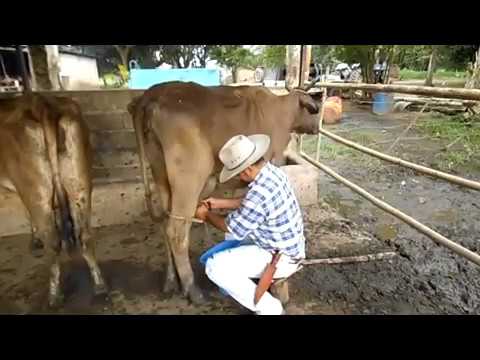 Renso Caraballo. El Llanerazo - Vida Campesina. (Video Oficial)