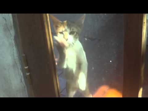 Open the door - YASHICA HD