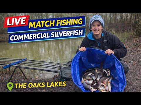 Live Match Fishing - The Oaks at Sessay: Alders lake