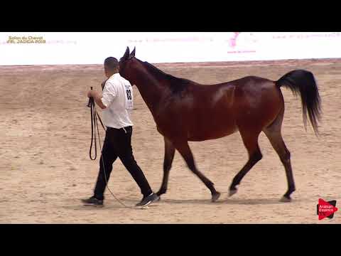 N 83 ISSAN OMNIA   A H  Moroccan Breeders' Cup 2019   4 6 Years Old Mares Class 4