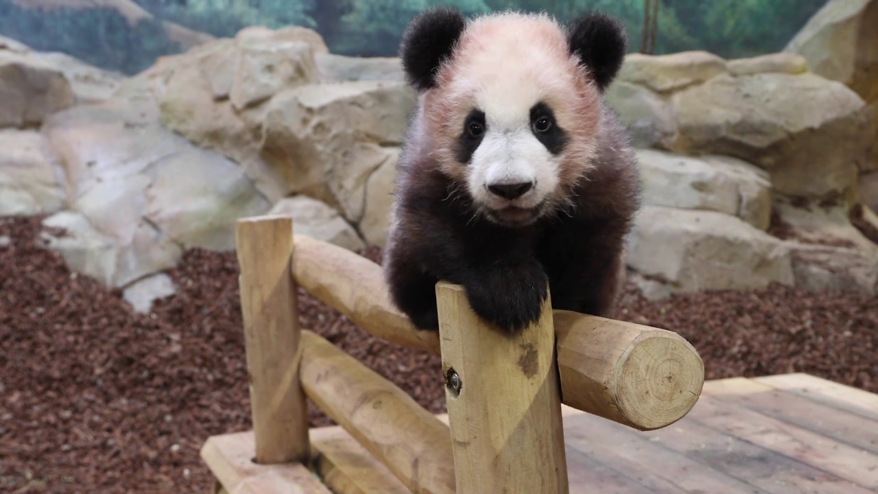 Bébé panda a 6 mois