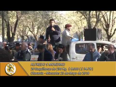 23-05-18 Venta de Hembras - Alfredo S. Mondino - Olavarria.