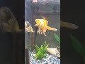 Vicious Goldfish Attacks Owner