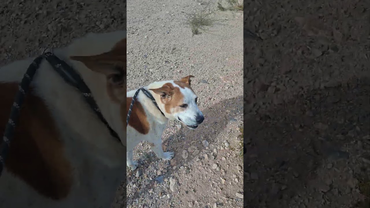 Frosty, a ADOPTABLE mixed breed in Tombstone, AZ video 1/3