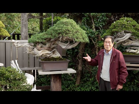 Bonsai techniques: How his most famous Bonsai was created - Masahiko Kimura