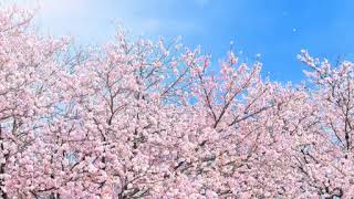 春泥棒　歌ってみた