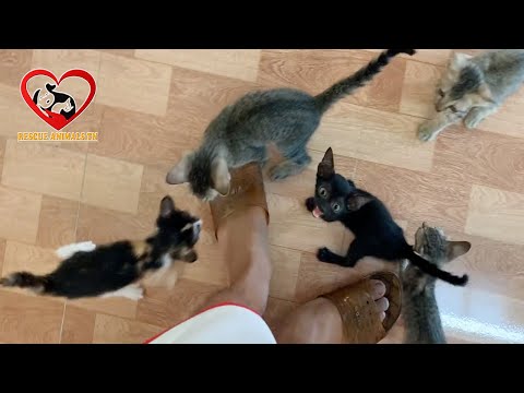 Feeding 8 baby kittens after Rescued - Kittens think I'm their Mom