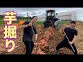 岡山県で超絶品の芋掘り体験！【早雲蜜芋】