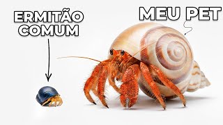 I have a hermit crab 10 times bigger as a pet (yes, it's real!)