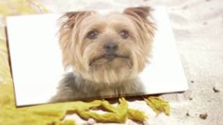 Silky Terrier Training