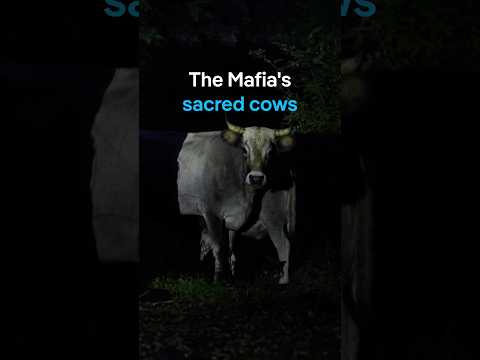 The Sacred Cows Of The ’ndrangheta | Dw Documentary