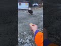 Bald Eagle's True Size
