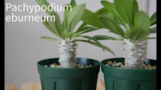Pachypodium  eburneum パキポディウム エブレネウム 紹介 | パキポディウム エブレネウム 実生