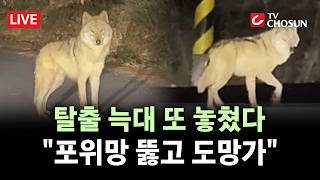 [???? 무조건 간다 LIVE] 대전 탈출 늑대 '늑구', 엿새 만에 나타났지만 다시 도주···쌩쌩해