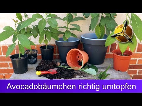Avocado Pflanze richtig umtopfen - in passende Erde