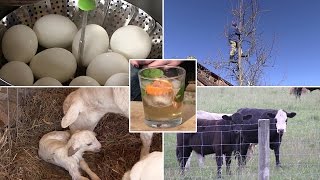 All About Eggs, Baby Chicks and Lambs, Pruning a Pear Tree & Adding Cows to the Farm (Episode #347)