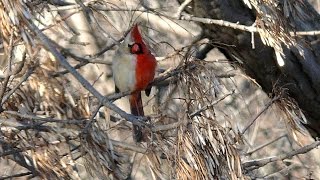Half male half female Northern Cardinal