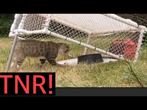 Cat trap Trapping feral cats TNR drop trap trap neuter return 8/15/21