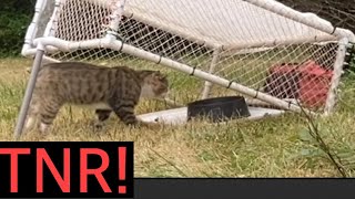 Cat trap Trapping feral cats TNR drop trap trap neuter return 8/15/21
