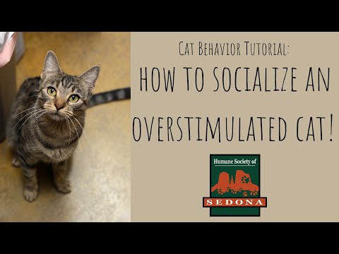 Cat Behavior: How to Socialize an Overstimulated Cat