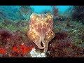 Diving Gran Canaria - Spain 2018, Diving at El Cabrón and Sardina del Norte, Buceo Norte, Gran Canaria, Spanien, Kanaren (Kanarische Inseln)