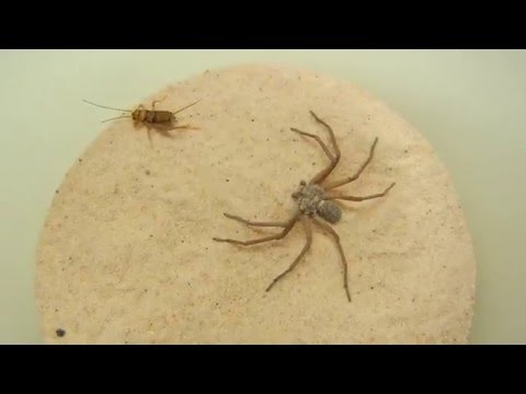 sicarius sp. feeding