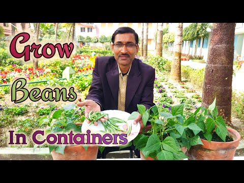 Grow Huge Number of Beans in Containers Most Easily. Grow Bush Bean at Home.