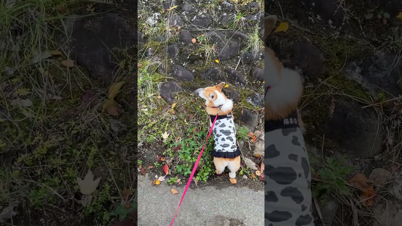 2025.11.08　階段があるのに石垣を上がろうとするコーギー陽菜ちゃん（Hina-chan）