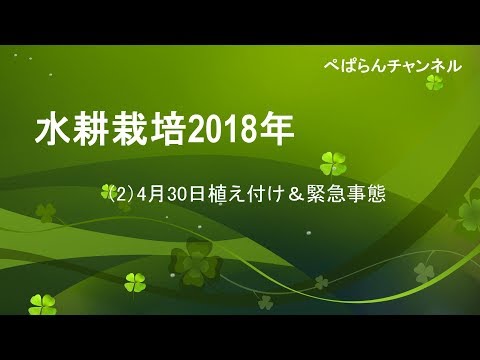 , title : '水耕栽培2018年（2）4月30日植え付け＆緊急事態'