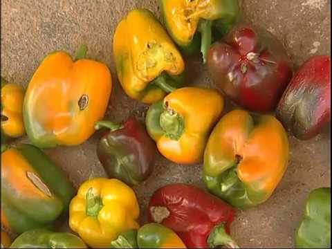 Green House capsicum Kannada Part 2 
