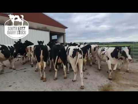 Incalf Autumn Calving German Heifers for Sale