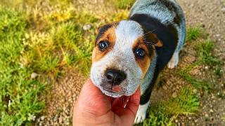 We Rescued an Adorable Puppy