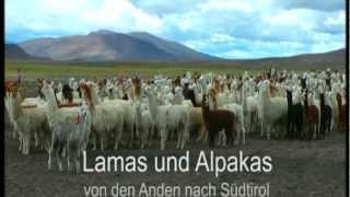 Ausschnitte TV Beitrag Lamas und Alpakas am Kaserhof /Ritten