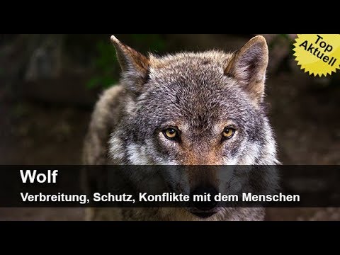 Wolf – Verbreitung, Schutz, Konflikte mit dem Menschen | MedienLB Trailer