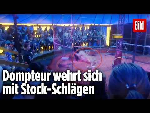 Schock im Zirkus: Löwin greift Dompteur an