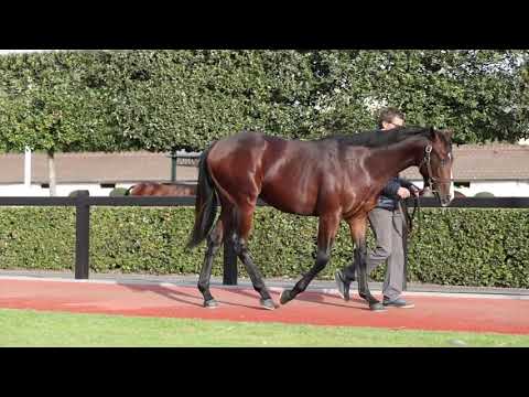 2021 October Yearling Sale - Lot 215 c. SHALAA x CELENZA