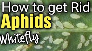 How to Get Rid of Aphids from your Plants | Whitefly