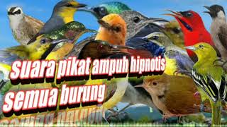 Download lagu suara pikat ampuh hipnotis semua burung || pikat semua jenis burung besar dan kecil mp3