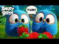 Every Time Angry Birds Got Hungry