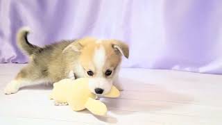 コーギーの動画01