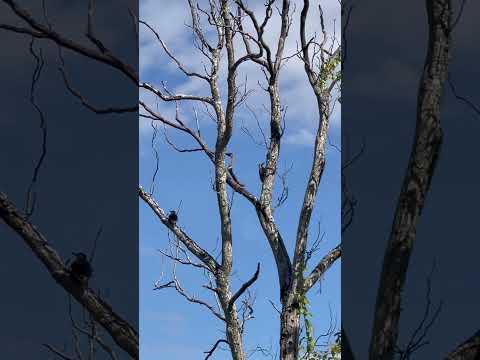 Casal de Pica Pau #shorts