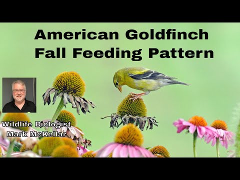 American Goldfinch's Fall Pattern