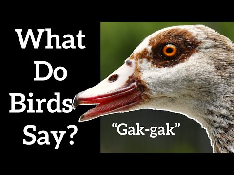 Bird Sounds in Other Languages - Phonetic Bird Calls Around the World