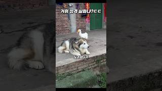 거위의 성격