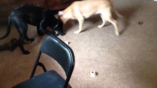 Willie Nelson & Johnny Cash (my labs)