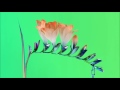 Flume - Quirk (Extended)