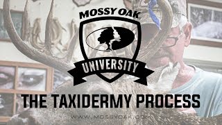 The Taxidermy Process