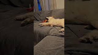 Video preview image #1 Great Pyrenees-Retriever  Mix Puppy For Sale in Westmont, IL, USA